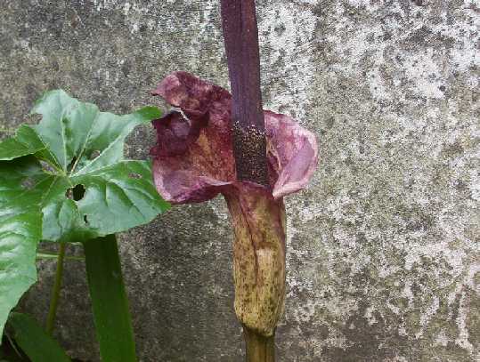 [Foto de planta, jardin, jardineria]