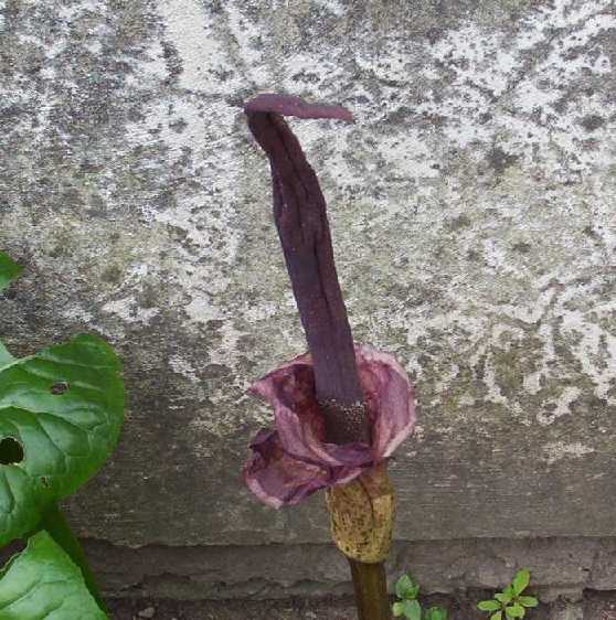 [Foto de planta, jardin, jardineria]