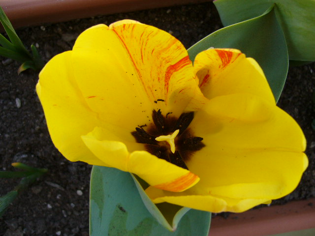 [Foto de planta, jardin, jardineria]