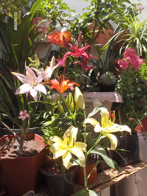 [Foto de planta, jardin, jardineria]