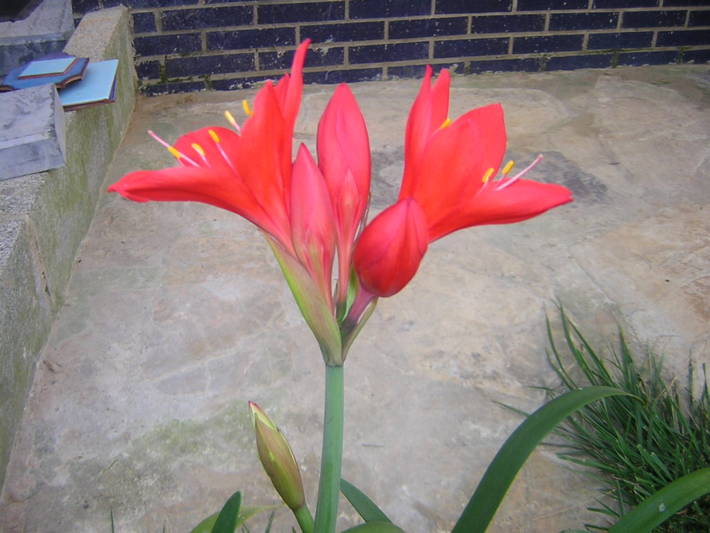 [Foto de planta, jardin, jardineria]