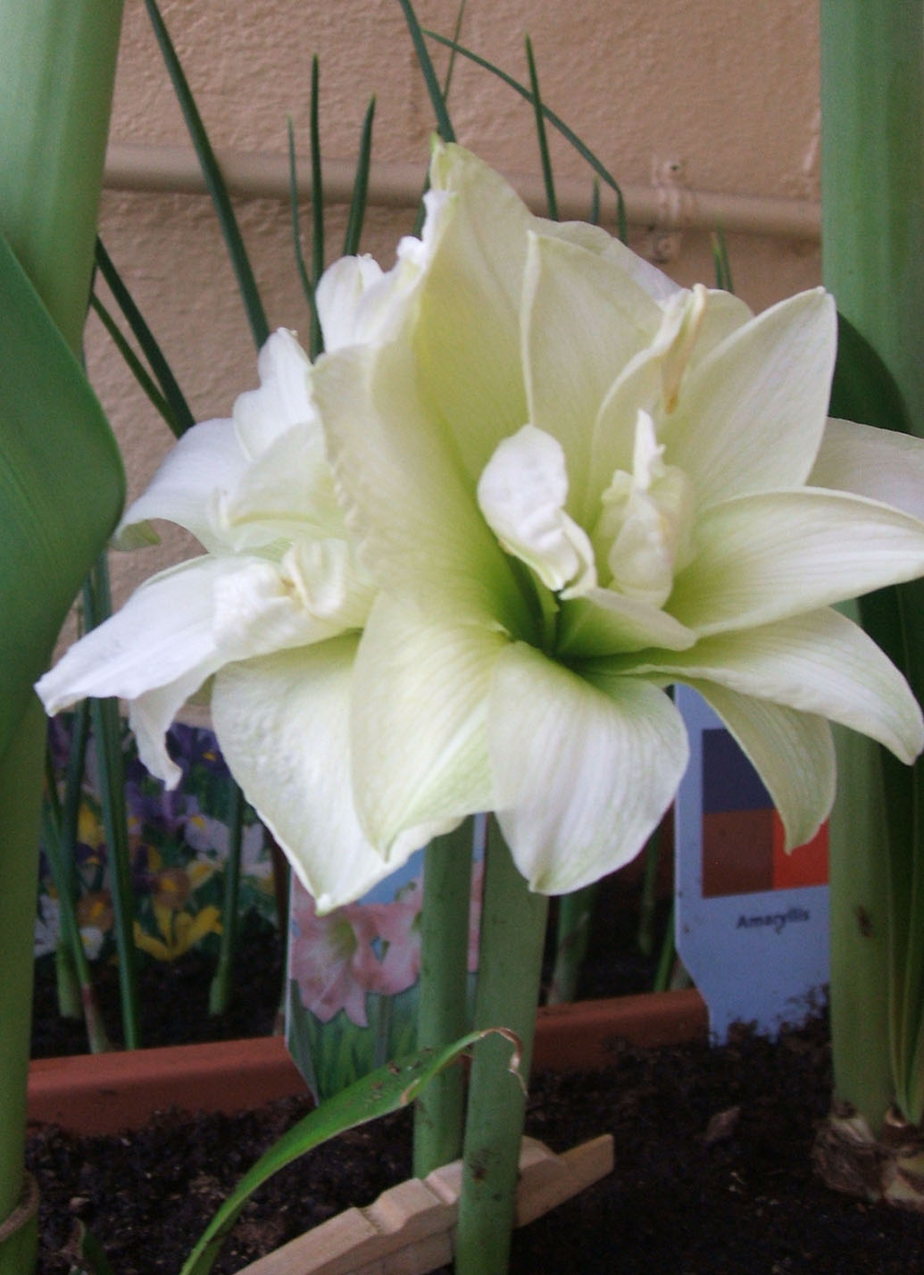 [Foto de planta, jardin, jardineria]