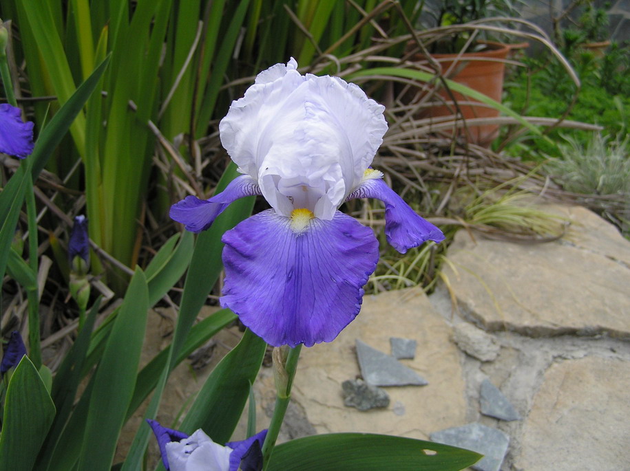 [Foto de planta, jardin, jardineria]