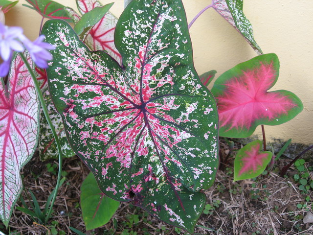 [Foto de planta, jardin, jardineria]