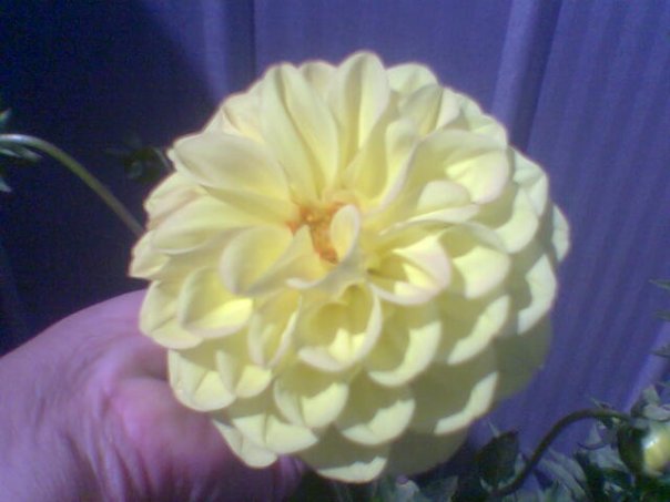 [Foto de planta, jardin, jardineria]