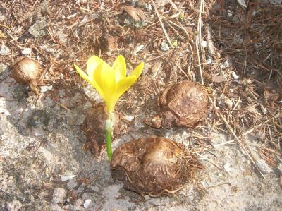 [Foto de planta, jardin, jardineria]