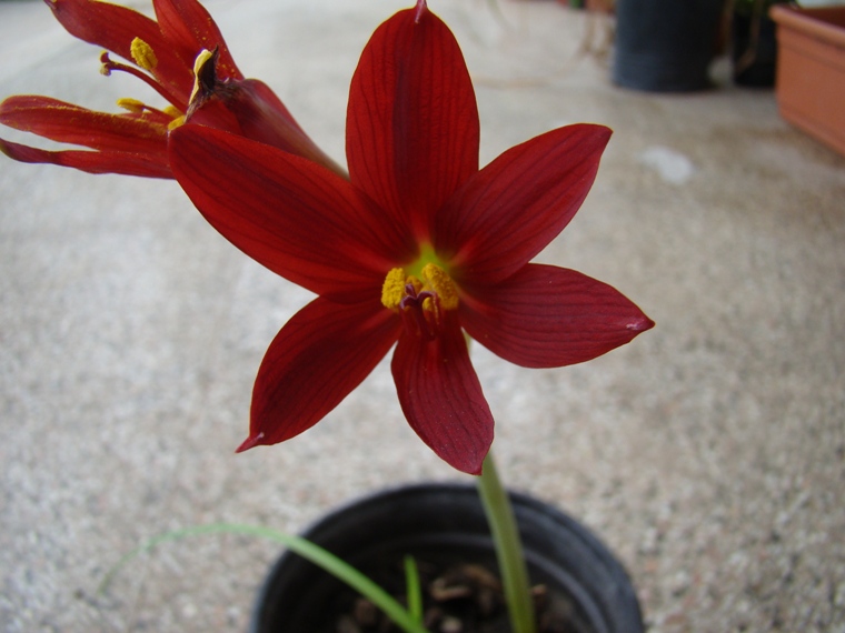 [Foto de planta, jardin, jardineria]