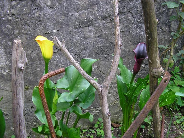 [Foto de planta, jardin, jardineria]