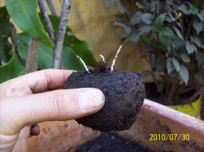 [Foto de planta, jardin, jardineria]