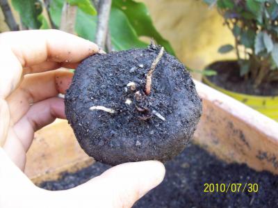 [Foto de planta, jardin, jardineria]