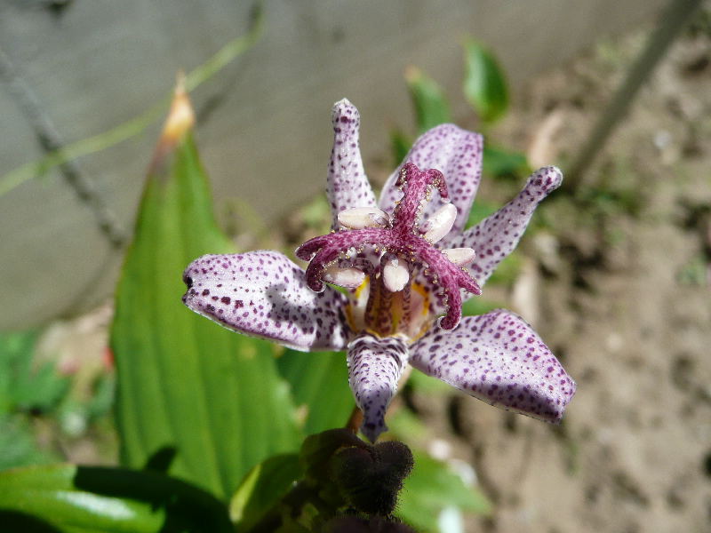 [Foto de planta, jardin, jardineria]