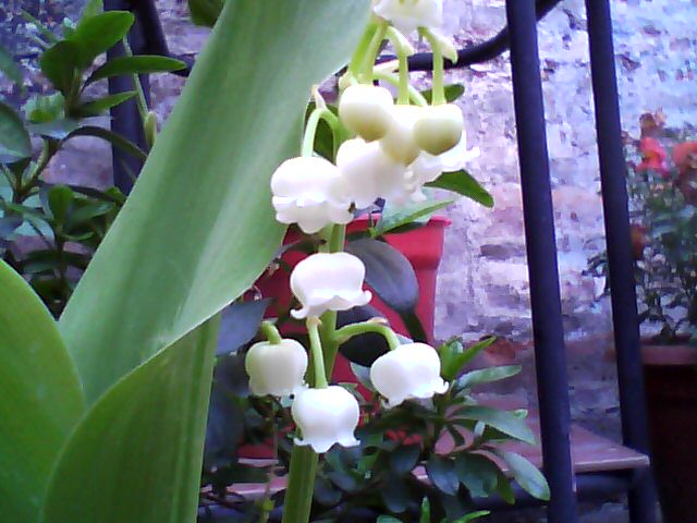 [Foto de planta, jardin, jardineria]