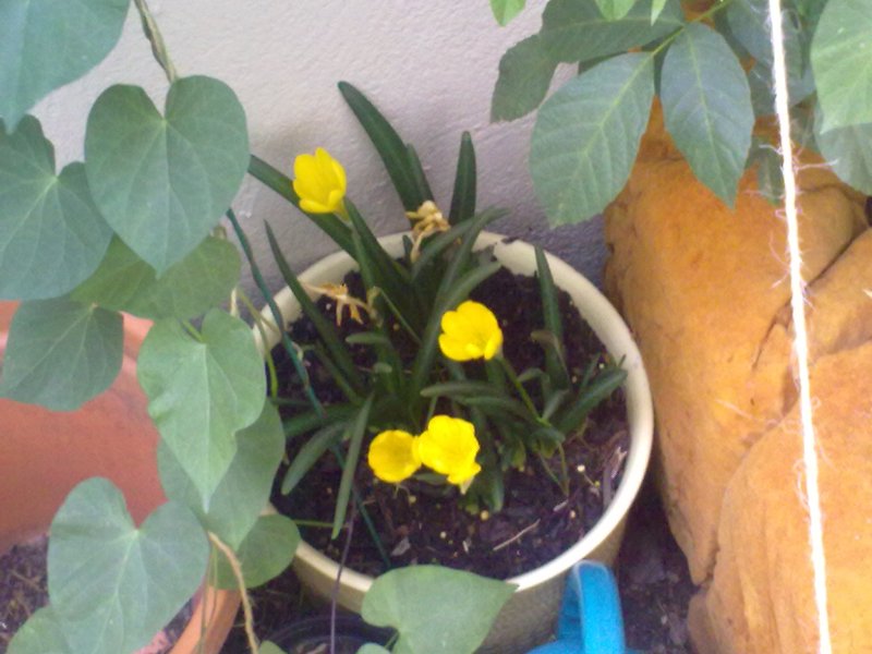[Foto de planta, jardin, jardineria]