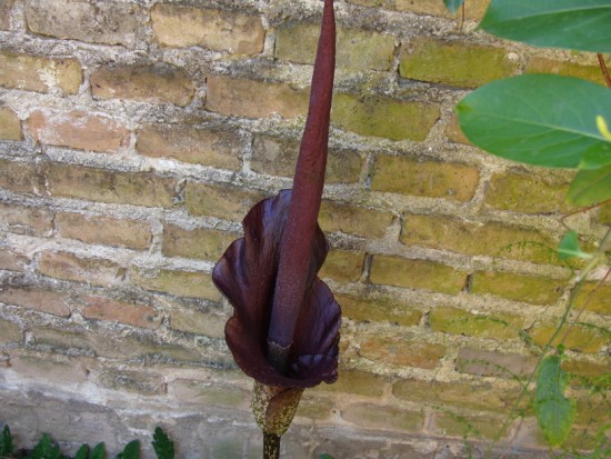 [Foto de planta, jardin, jardineria]