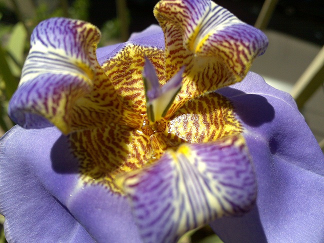 [Foto de planta, jardin, jardineria]