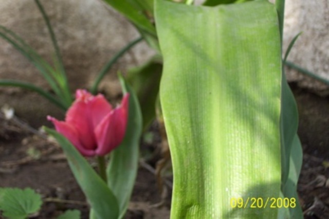 [Foto de planta, jardin, jardineria]