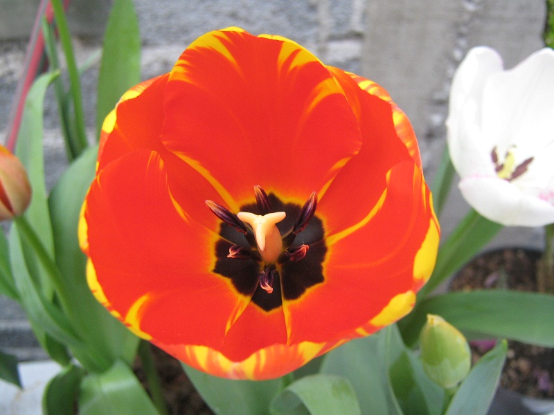 [Foto de planta, jardin, jardineria]