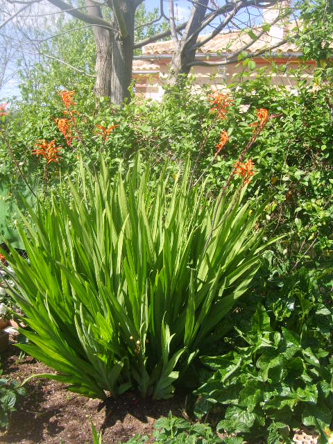 [Foto de planta, jardin, jardineria]