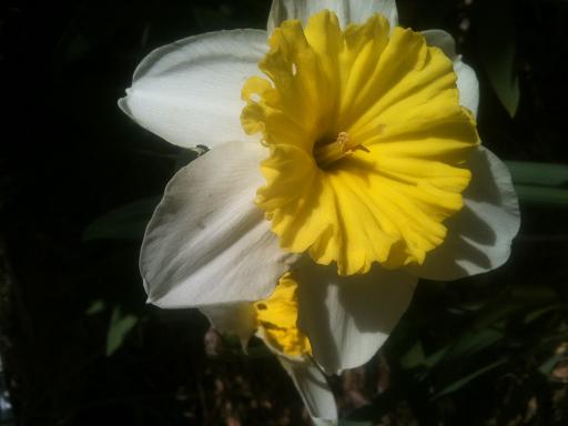 [Foto de planta, jardin, jardineria]