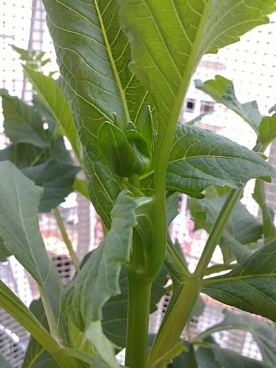 [Foto de planta, jardin, jardineria]