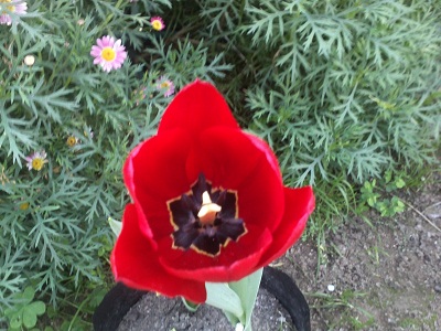 [Foto de planta, jardin, jardineria]