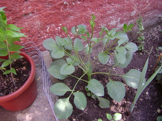 [Foto de planta, jardin, jardineria]