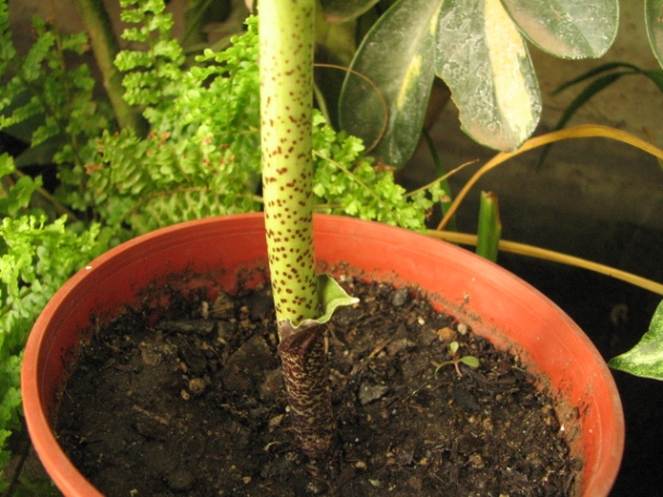 [Foto de planta, jardin, jardineria]