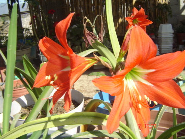 [Foto de planta, jardin, jardineria]