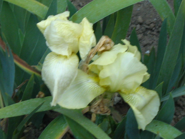 [Foto de planta, jardin, jardineria]