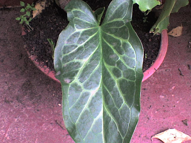 [Foto de planta, jardin, jardineria]