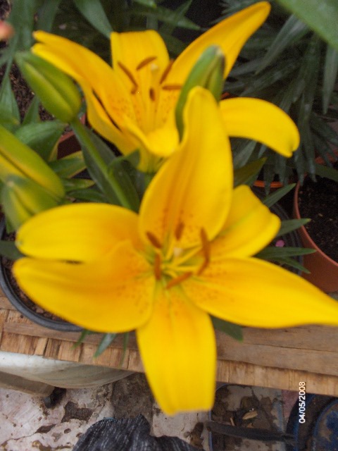 [Foto de planta, jardin, jardineria]
