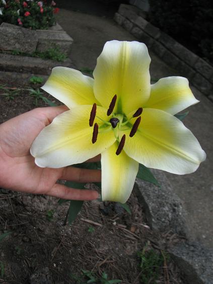 [Foto de planta, jardin, jardineria]