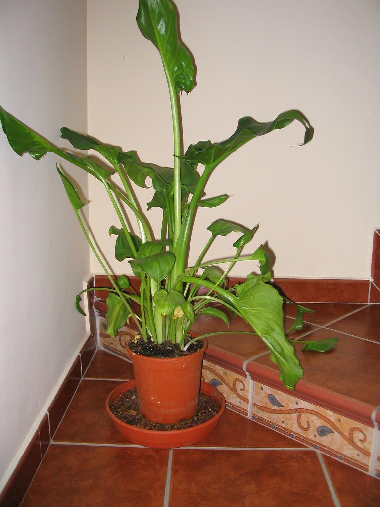 [Foto de planta, jardin, jardineria]