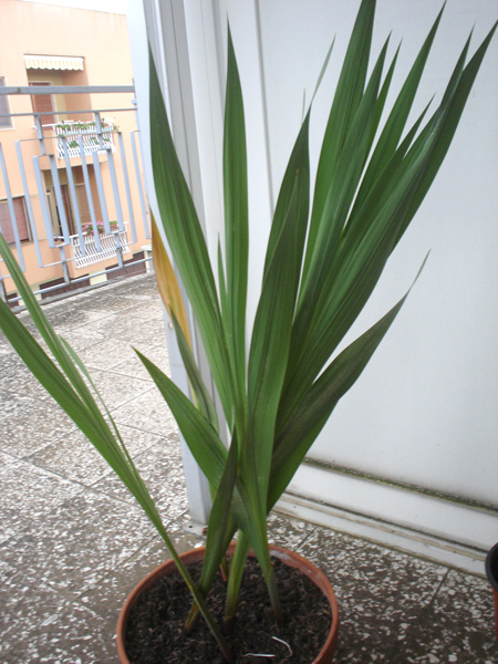 [Foto de planta, jardin, jardineria]