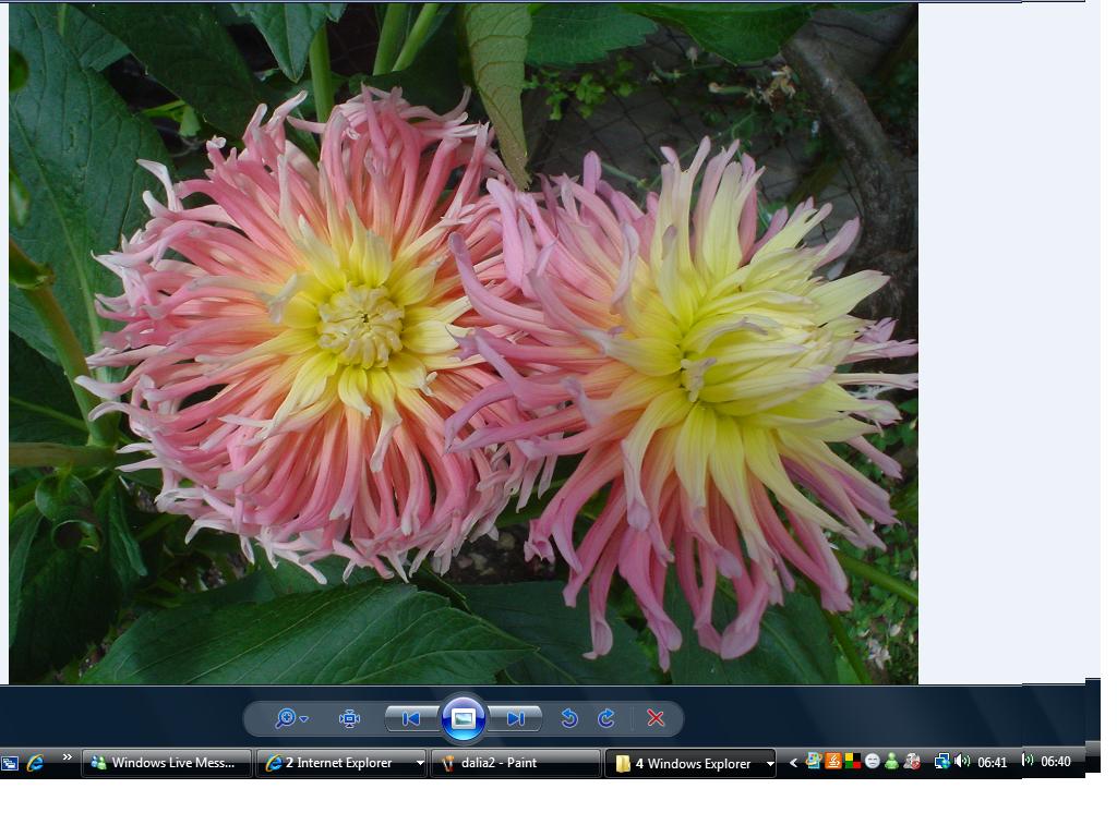 [Foto de planta, jardin, jardineria]