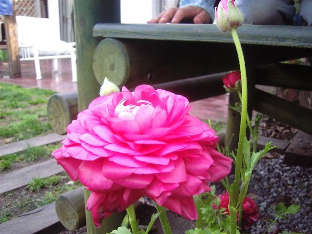 [Foto de planta, jardin, jardineria]