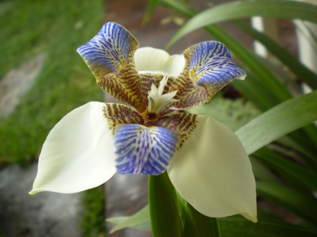 [Foto de planta, jardin, jardineria]