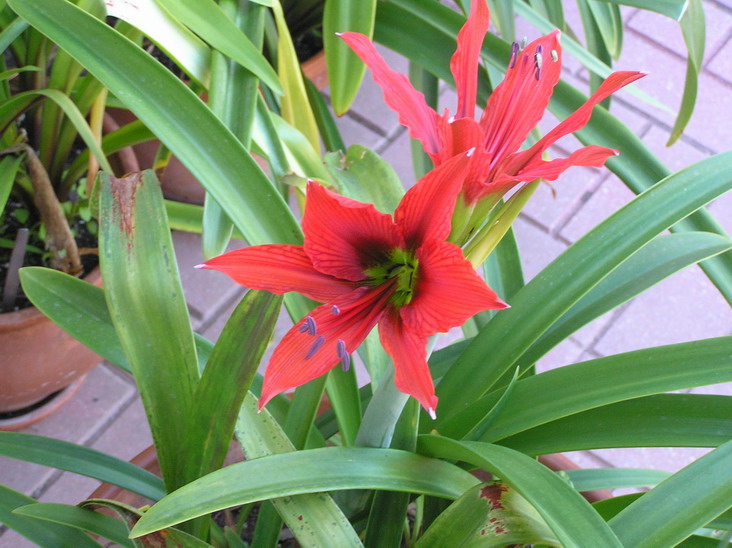 [Foto de planta, jardin, jardineria]