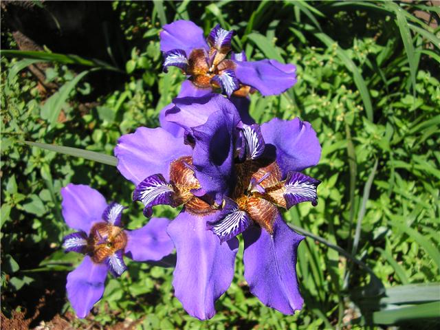 [Foto de planta, jardin, jardineria]