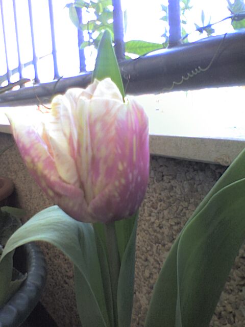 [Foto de planta, jardin, jardineria]