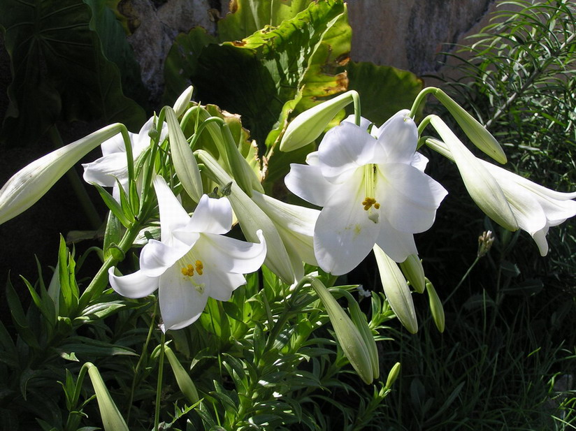 [Foto de planta, jardin, jardineria]