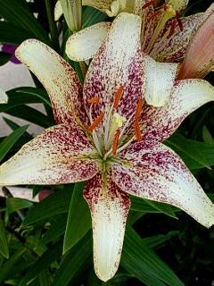 [Foto de planta, jardin, jardineria]
