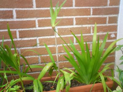 [Foto de planta, jardin, jardineria]