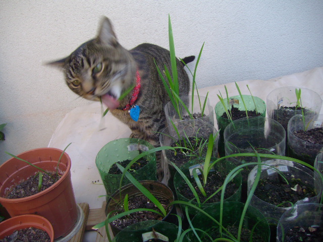 [Foto de planta, jardin, jardineria]