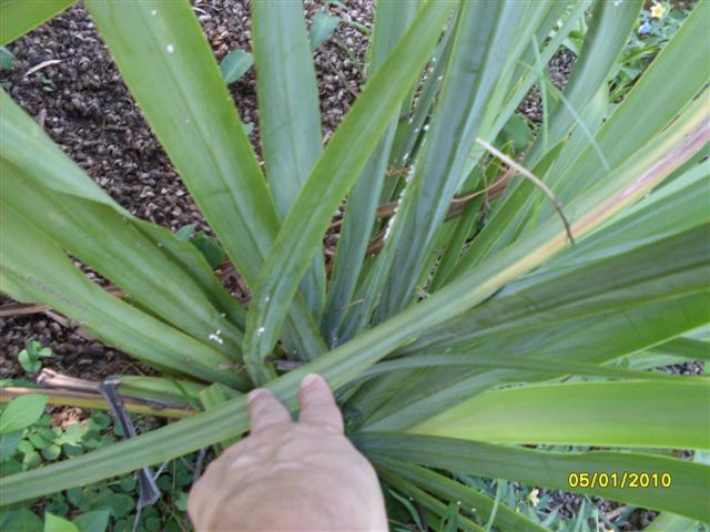 [Foto de planta, jardin, jardineria]