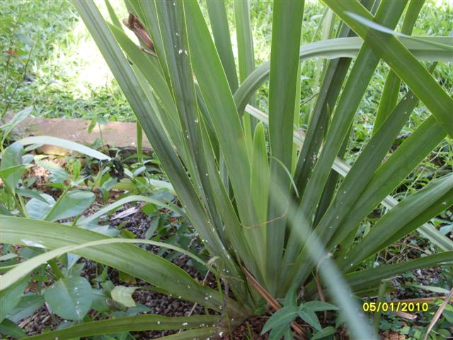 [Foto de planta, jardin, jardineria]