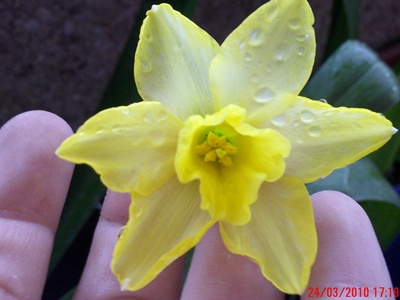 [Foto de planta, jardin, jardineria]