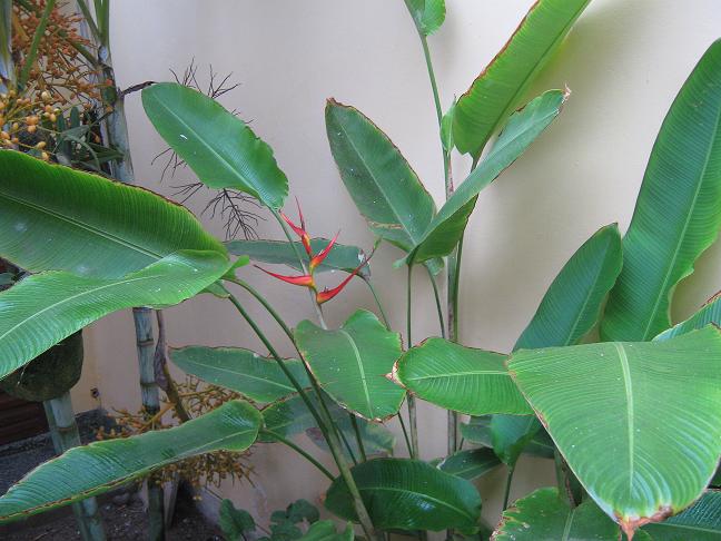 [Foto de planta, jardin, jardineria]