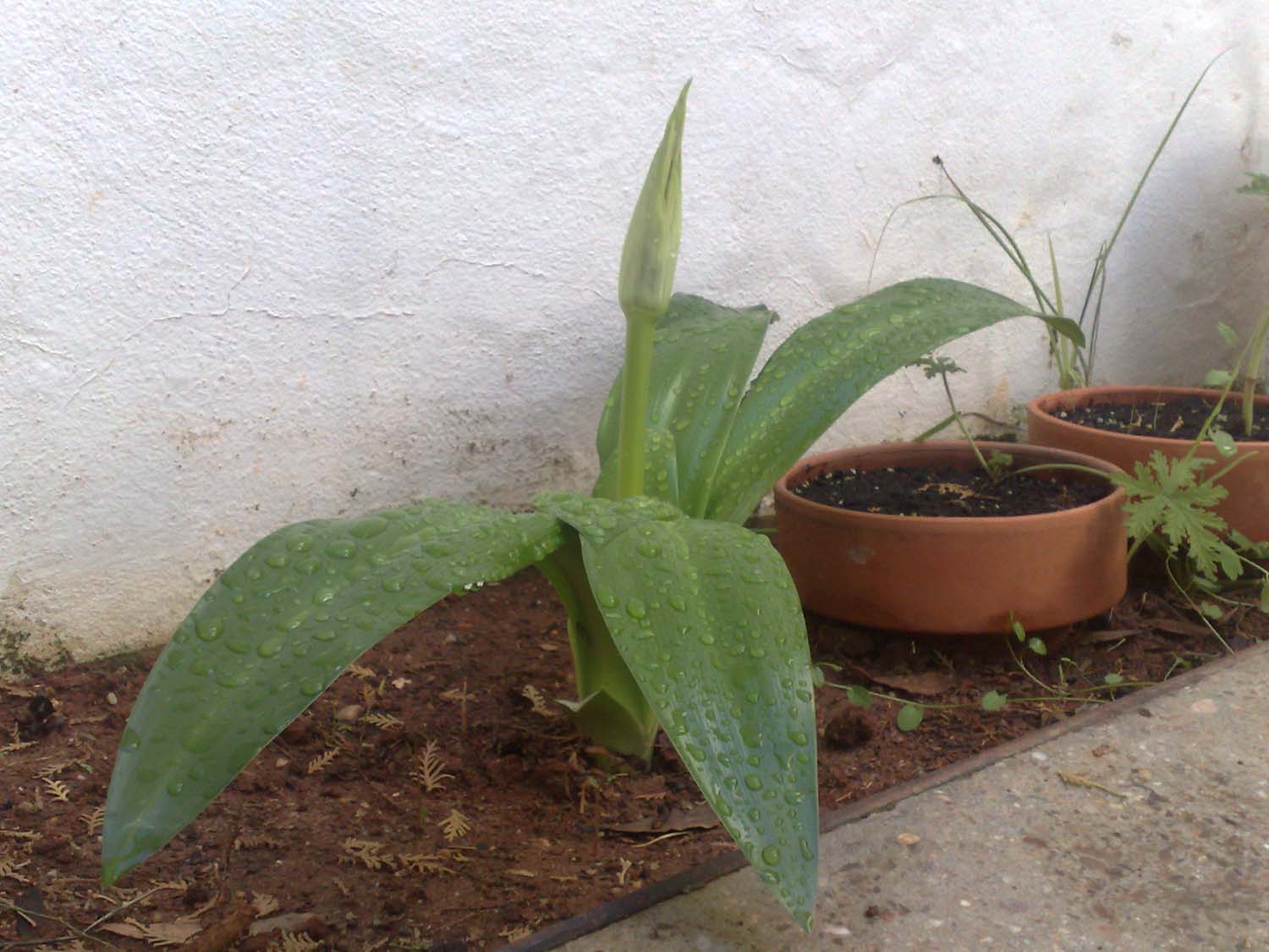 [Foto de planta, jardin, jardineria]