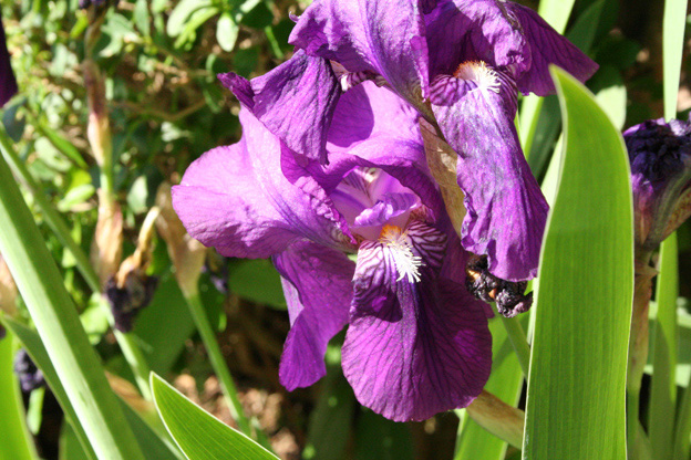 [Foto de planta, jardin, jardineria]